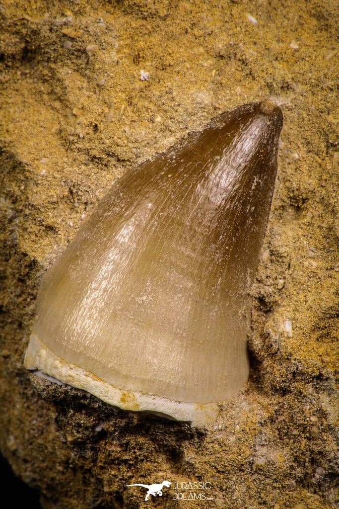 07649 - Top Huge 1.44 Inch Mosasaur (Prognathodon anceps) Tooth in Matrix Late Cretaceous