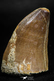 05169 - High Quality 1.97 Inch Mosasaur (Prognathodon anceps) Tooth