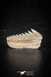 88594 - Top Beautiful Well Preserved 0.60 Inch Hexanchus microdon Shark Tooth