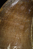 05169 - High Quality 1.97 Inch Mosasaur (Prognathodon anceps) Tooth