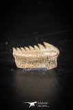 88595 - Top Beautiful Well Preserved 0.55 Inch Hexanchus microdon Shark Tooth