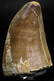 05169 - High Quality 1.97 Inch Mosasaur (Prognathodon anceps) Tooth