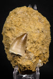 07649 - Top Huge 1.44 Inch Mosasaur (Prognathodon anceps) Tooth in Matrix Late Cretaceous