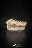 88595 - Top Beautiful Well Preserved 0.55 Inch Hexanchus microdon Shark Tooth