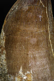 05169 - High Quality 1.97 Inch Mosasaur (Prognathodon anceps) Tooth