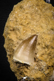 07649 - Top Huge 1.44 Inch Mosasaur (Prognathodon anceps) Tooth in Matrix Late Cretaceous