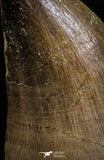 05169 - High Quality 1.97 Inch Mosasaur (Prognathodon anceps) Tooth