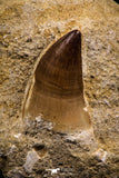 07650 - Top Huge 1.85 Inch Mosasaur (Prognathodon anceps) Tooth in Matrix Late Cretaceous