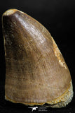 05169 - High Quality 1.97 Inch Mosasaur (Prognathodon anceps) Tooth