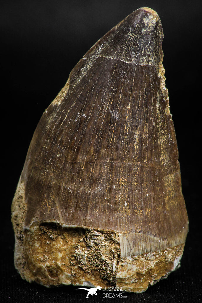 05170 - Beautiful 1.94 Inch Mosasaur (Prognathodon anceps) Tooth