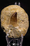 07650 - Top Huge 1.85 Inch Mosasaur (Prognathodon anceps) Tooth in Matrix Late Cretaceous