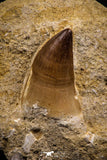 07650 - Top Huge 1.85 Inch Mosasaur (Prognathodon anceps) Tooth in Matrix Late Cretaceous