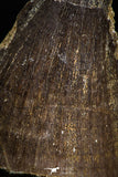 05170 - Beautiful 1.94 Inch Mosasaur (Prognathodon anceps) Tooth