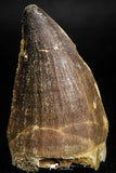 05170 - Beautiful 1.94 Inch Mosasaur (Prognathodon anceps) Tooth
