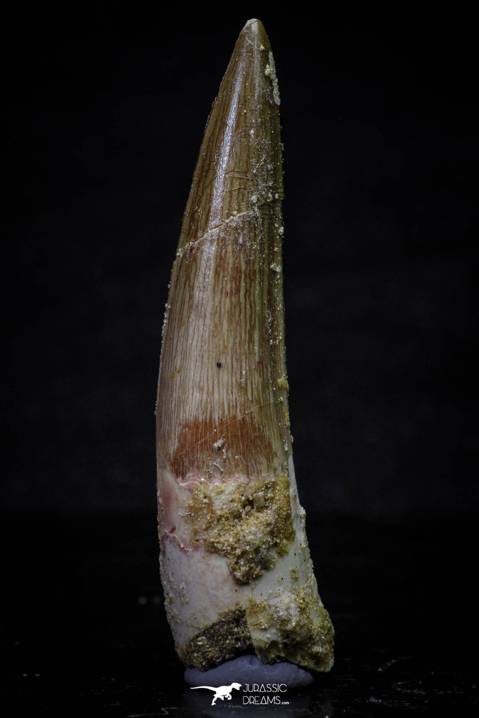 20694 - Well Preserved 2.24 Inch Spinosaurus Dinosaur Tooth Cretaceous