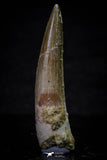 20694 - Well Preserved 2.24 Inch Spinosaurus Dinosaur Tooth Cretaceous