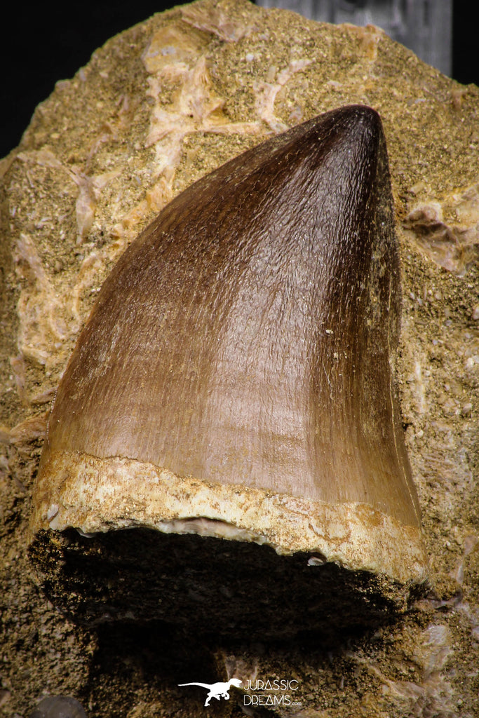 07651 - Top Huge 1.96 Inch Mosasaur (Prognathodon anceps) Tooth in Matrix Late Cretaceous