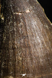 05170 - Beautiful 1.94 Inch Mosasaur (Prognathodon anceps) Tooth