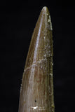 20694 - Well Preserved 2.24 Inch Spinosaurus Dinosaur Tooth Cretaceous