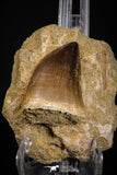 07651 - Top Huge 1.96 Inch Mosasaur (Prognathodon anceps) Tooth in Matrix Late Cretaceous