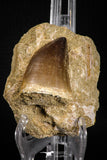 07651 - Top Huge 1.96 Inch Mosasaur (Prognathodon anceps) Tooth in Matrix Late Cretaceous