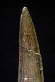 20694 - Well Preserved 2.24 Inch Spinosaurus Dinosaur Tooth Cretaceous