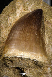 07651 - Top Huge 1.96 Inch Mosasaur (Prognathodon anceps) Tooth in Matrix Late Cretaceous