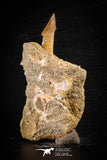 88600 - Top Quality 1.73 Inch Rooted Schizorhiza Rostral Barb in Natural Matrix