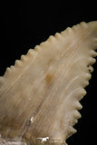 05171 - Strongly Serrated 1.95 Inch Palaeocarcharodon orientalis (Pygmy white Shark) Tooth