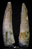 20695 - Great Collection of 2 Spinosaurus Dinosaur Teeth Cretaceous KemKem Beds
