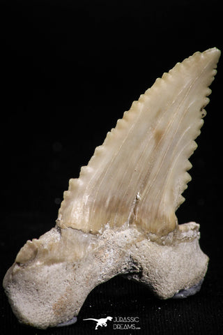 05171 - Strongly Serrated 1.95 Inch Palaeocarcharodon orientalis (Pygmy white Shark) Tooth