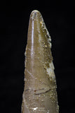 20695 - Great Collection of 2 Spinosaurus Dinosaur Teeth Cretaceous KemKem Beds