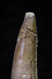 20695 - Great Collection of 2 Spinosaurus Dinosaur Teeth Cretaceous KemKem Beds