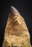 07652 - Top Huge 5.98 Inch Mosasaur (Prognathodon anceps) Tooth Late Cretaceous