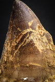 07652 - Top Huge 5.98 Inch Mosasaur (Prognathodon anceps) Tooth Late Cretaceous