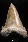 05172 - Nicely Serrated 1.85 Inch Palaeocarcharodon orientalis (Pygmy white Shark) Tooth