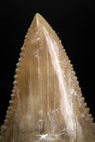 05172 - Nicely Serrated 1.85 Inch Palaeocarcharodon orientalis (Pygmy white Shark) Tooth