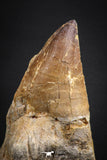 07652 - Top Huge 5.98 Inch Mosasaur (Prognathodon anceps) Tooth Late Cretaceous