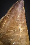 07652 - Top Huge 5.98 Inch Mosasaur (Prognathodon anceps) Tooth Late Cretaceous