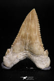 05172 - Nicely Serrated 1.85 Inch Palaeocarcharodon orientalis (Pygmy white Shark) Tooth
