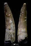 20695 - Great Collection of 2 Spinosaurus Dinosaur Teeth Cretaceous KemKem Beds
