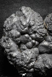 22092 - Botryoidal Goethite Cluster - Taouz, Morocco