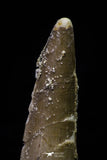 20695 - Great Collection of 2 Spinosaurus Dinosaur Teeth Cretaceous KemKem Beds