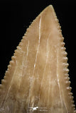 05172 - Nicely Serrated 1.85 Inch Palaeocarcharodon orientalis (Pygmy white Shark) Tooth