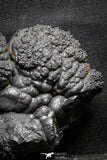 22092 - Botryoidal Goethite Cluster - Taouz, Morocco