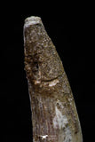 20695 - Great Collection of 2 Spinosaurus Dinosaur Teeth Cretaceous KemKem Beds
