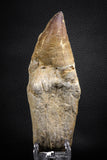 07652 - Top Huge 5.98 Inch Mosasaur (Prognathodon anceps) Tooth Late Cretaceous