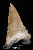 05172 - Nicely Serrated 1.85 Inch Palaeocarcharodon orientalis (Pygmy white Shark) Tooth