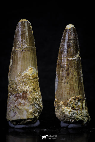 20696 - Great Collection of 2 Spinosaurus Dinosaur Teeth Cretaceous KemKem Beds