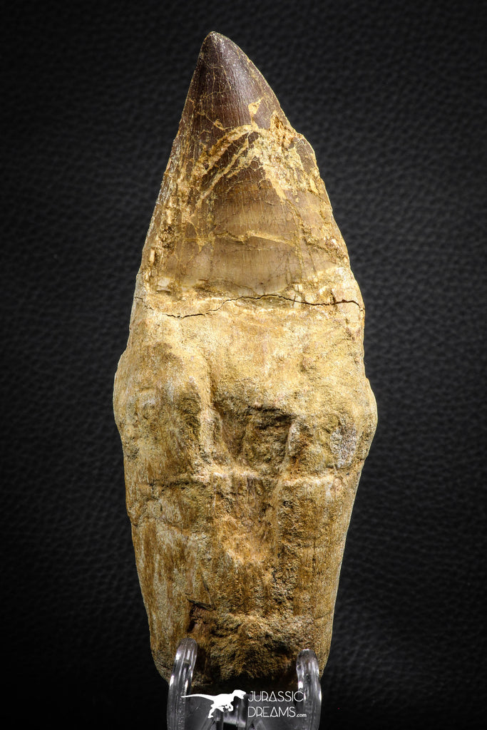 07652 - Top Huge 5.98 Inch Mosasaur (Prognathodon anceps) Tooth Late Cretaceous